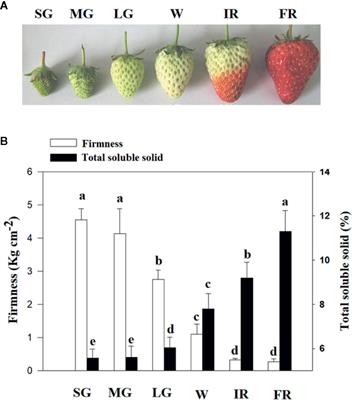 A Development-Associated Decrease in Osmotic Potential Contributes to Fruit Ripening Initiation in Strawberry (Fragaria ananassa)